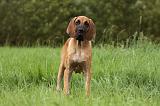 DOGUE ALLEMAND 268